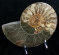 Huge Split Ammonite Pair - Agatized #6405-2